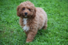 Maltipoo (teef) 29887