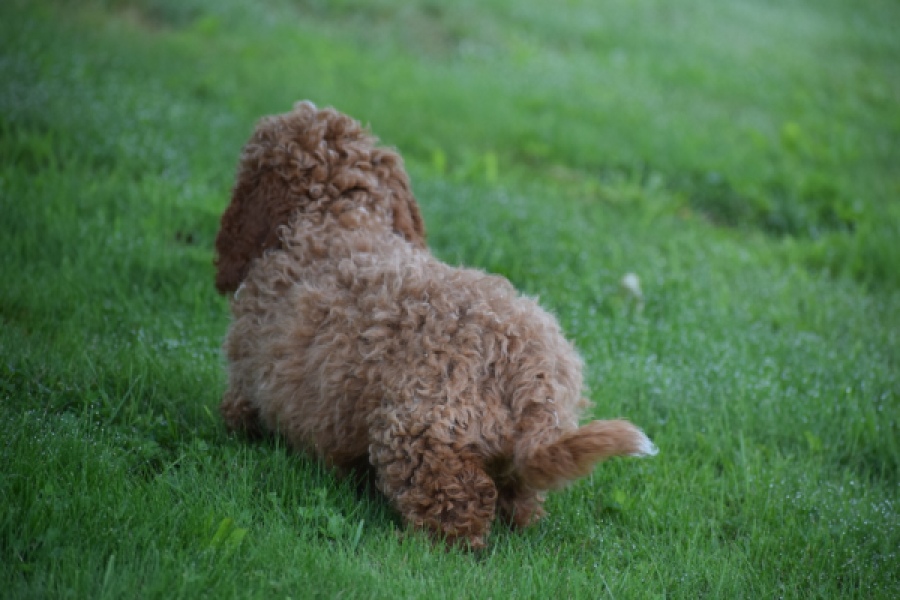 Maltipoo (teef) 29887