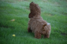 Maltipoo (teef) 29887