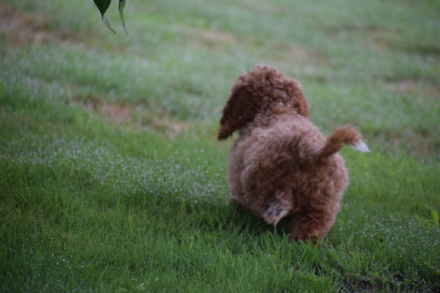 Maltipoo (teef) 29887