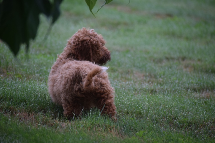 Maltipoo (teef) 29887