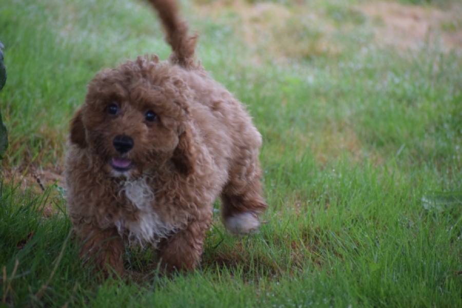 Maltipoo (teef) 29887
