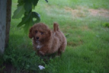 Maltipoo (teef) 29887