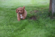 Maltipoo (teef) 29887