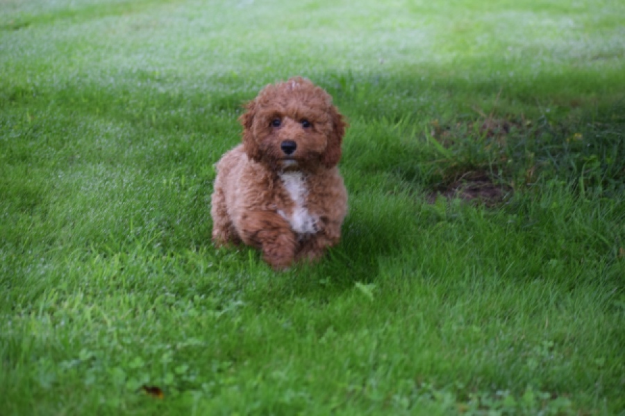 Maltipoo (teef) 29887