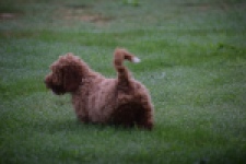 Maltipoo (teef) 29887