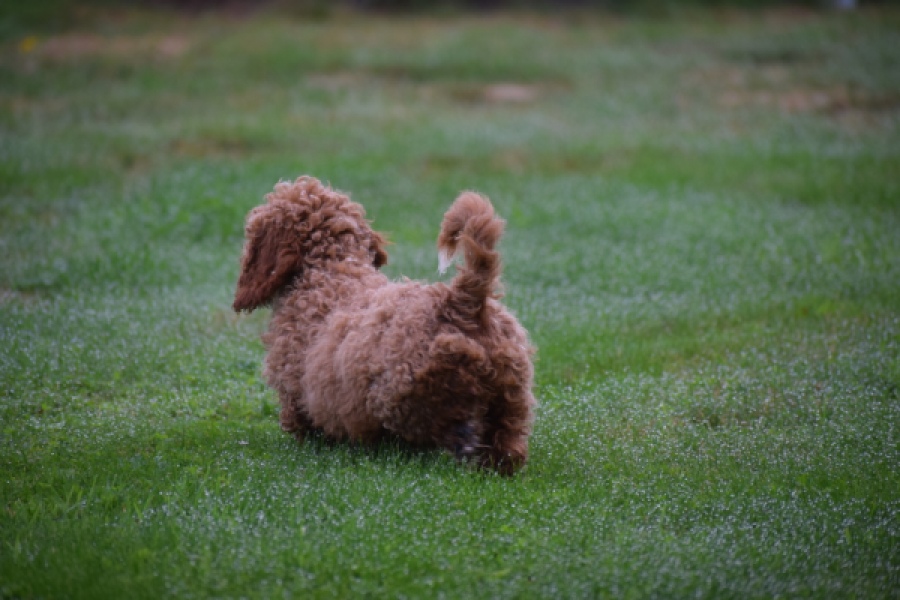 Maltipoo (teef) 29887