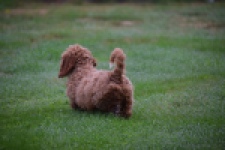 Maltipoo (teef) 29887
