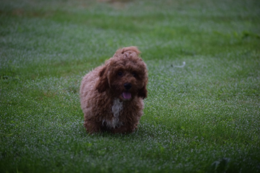 Maltipoo (teef) 29887