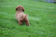 Maltipoo (teef) 29887