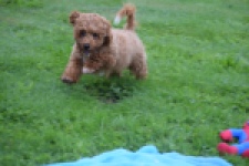 Maltipoo (teef) 29887