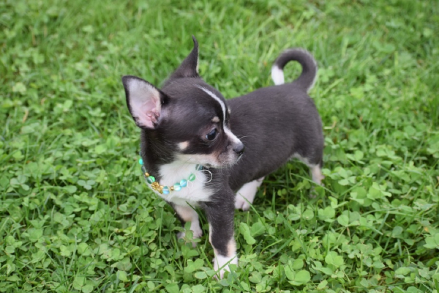 Chihuahua (reu) 43385