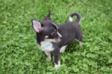 Chihuahua (reu) 43385