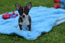 Chihuahua (reu) 43385