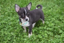 Chihuahua (reu) 43385