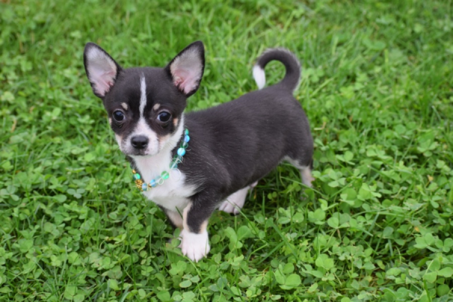 Chihuahua (reu) 43385