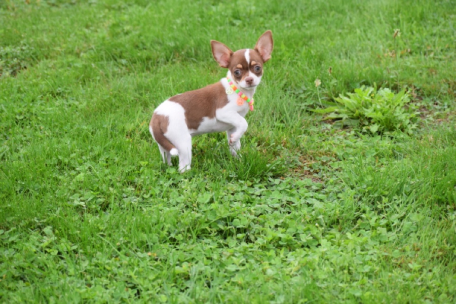 Chihuahua (reu) 53969