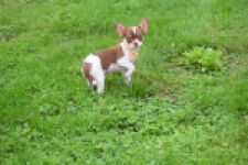 Chihuahua (reu) 53969