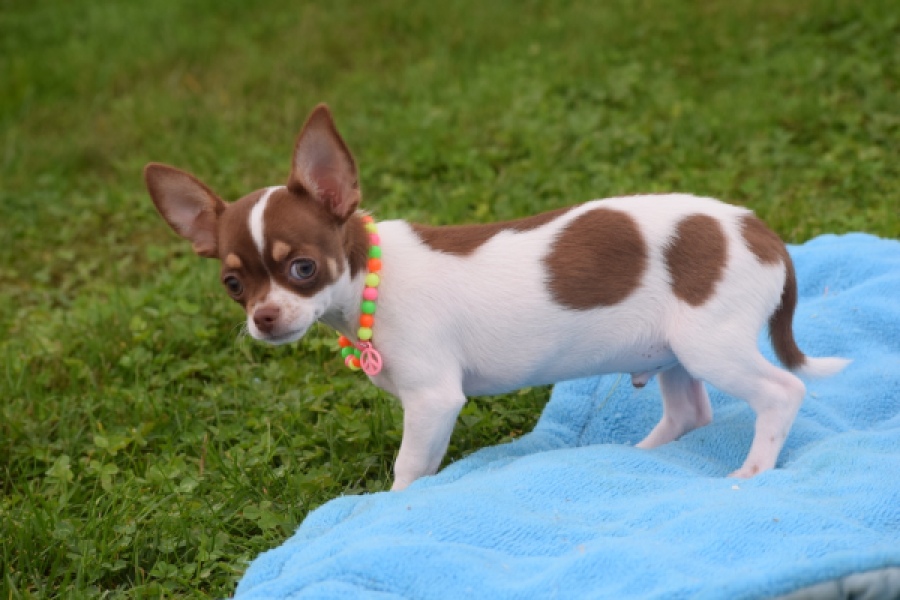 Chihuahua (reu) 53969
