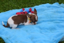 Chihuahua (reu) 53969