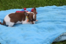 Chihuahua (reu) 53969