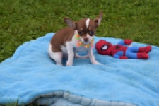 Chihuahua (reu) 53969
