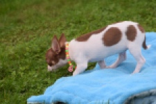 Chihuahua (reu) 53969