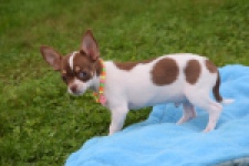 Chihuahua (reu) 53969