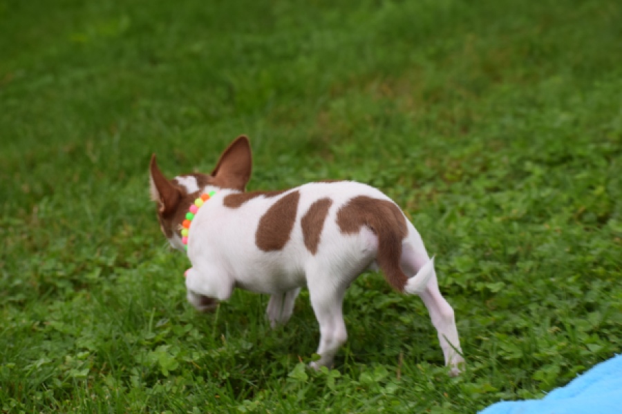 Chihuahua (reu) 53969