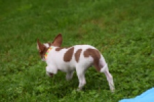 Chihuahua (reu) 53969