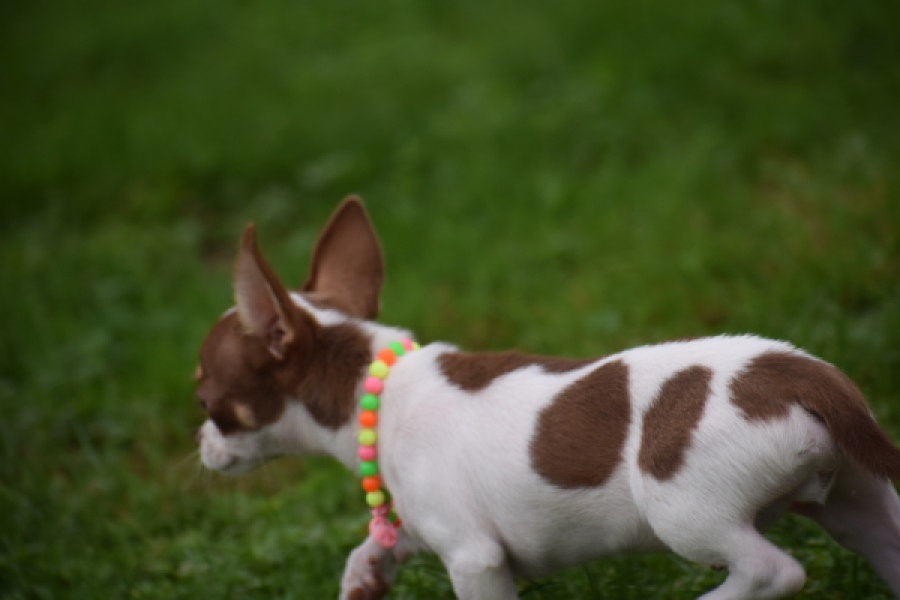 Chihuahua (reu) 53969
