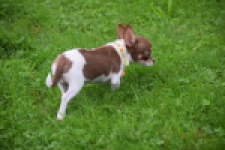 Chihuahua (reu) 53969