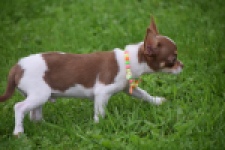 Chihuahua (reu) 53969