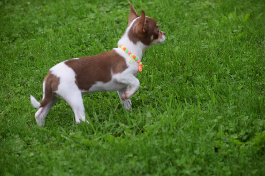 Chihuahua (reu) 53969