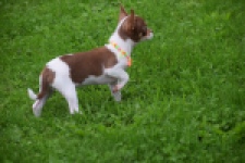 Chihuahua (reu) 53969