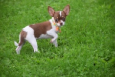 Chihuahua (reu) 53969