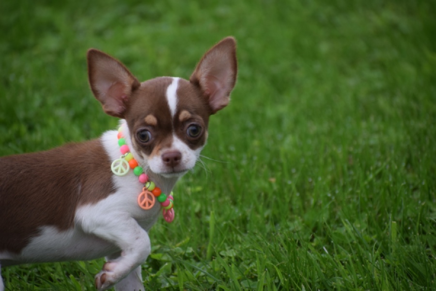 Chihuahua (reu) 53969