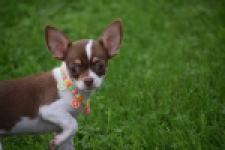 Chihuahua (reu) 53969