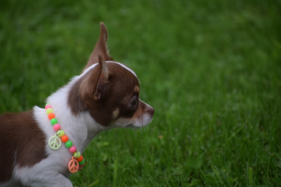 Chihuahua (reu) 53969