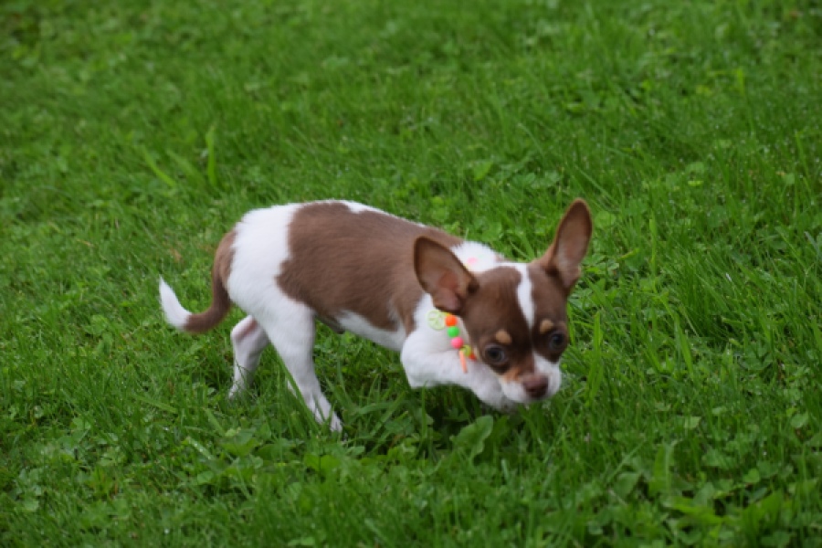 Chihuahua (reu) 53969