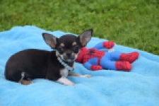 Chihuahua (reu) 54013