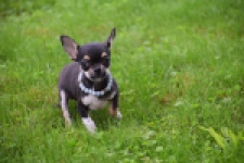 Chihuahua (reu) 54013