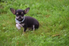Chihuahua (reu) 54013