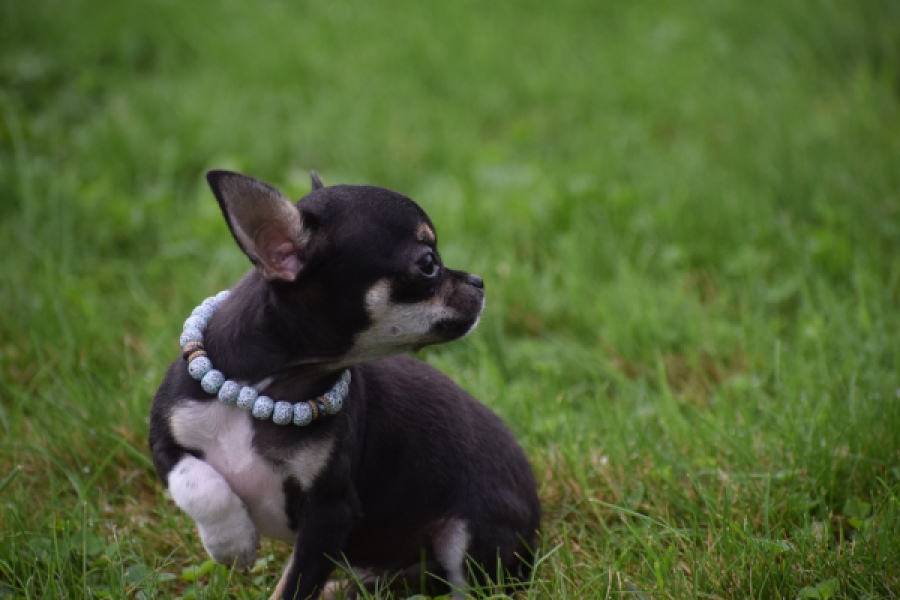Chihuahua (reu) 54013