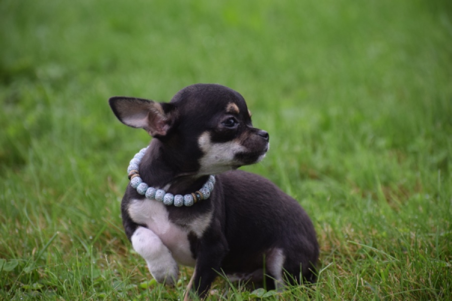Chihuahua (reu) 54013
