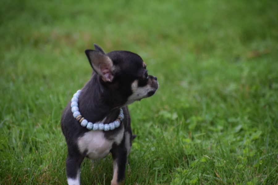 Chihuahua (reu) 54013