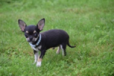 Chihuahua (reu) 54013