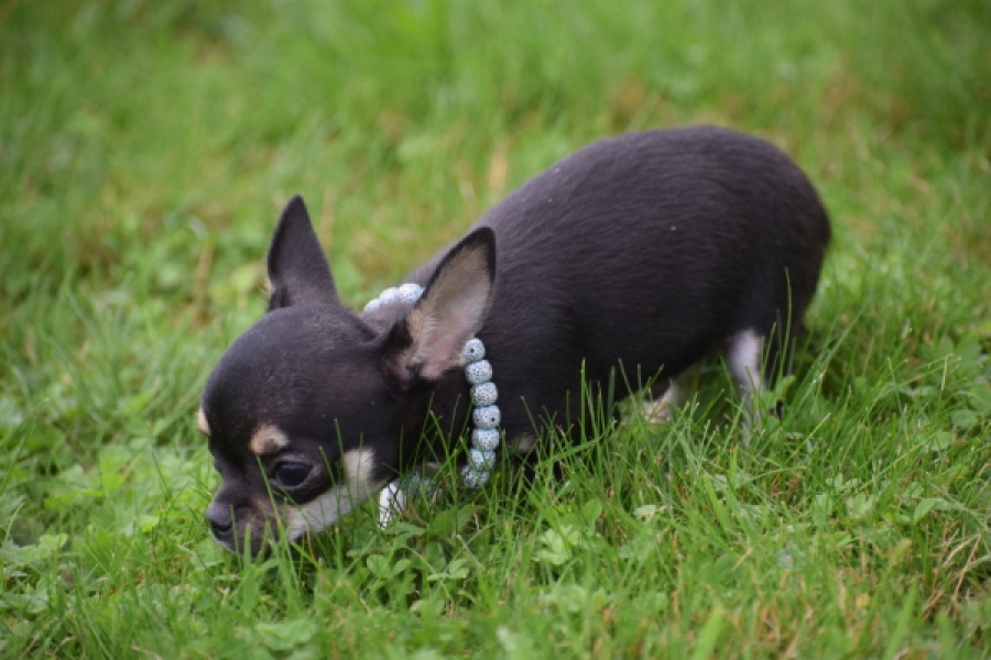 Chihuahua (reu) 54013