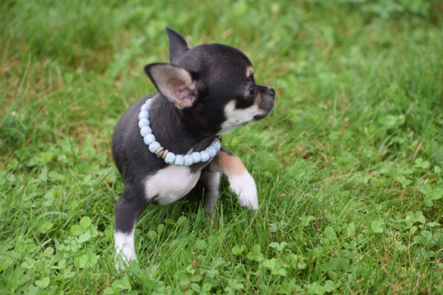 Chihuahua (reu) 54013