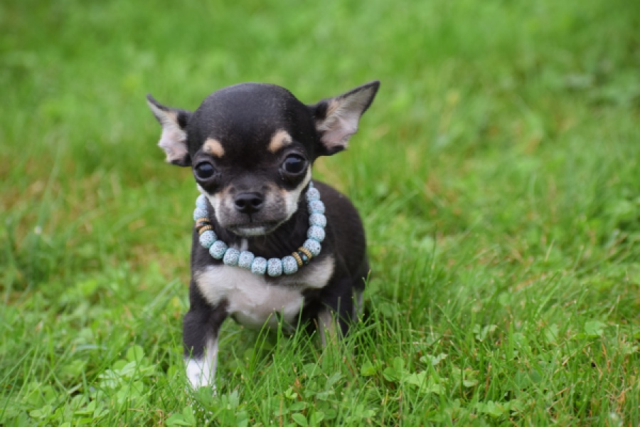 Chihuahua (reu) 54013